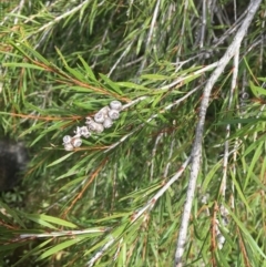 Callistemon sieberi (River Bottlebrush) at Clear Range, NSW - 4 Apr 2019 by JaneR