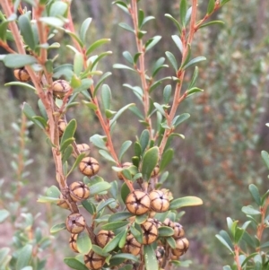 Leptospermum obovatum at Clear Range, NSW - 4 Apr 2019 11:31 AM