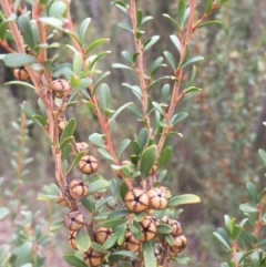 Leptospermum obovatum (River Tea Tree) at Clear Range, NSW - 4 Apr 2019 by JaneR