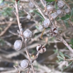 Leptospermum obovatum at Clear Range, NSW - 4 Apr 2019