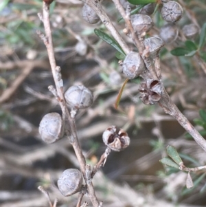 Leptospermum obovatum at Clear Range, NSW - 4 Apr 2019 11:31 AM