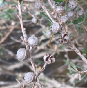 Leptospermum obovatum at Clear Range, NSW - 4 Apr 2019