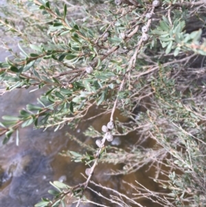 Leptospermum obovatum at Clear Range, NSW - 4 Apr 2019 11:31 AM