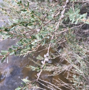 Leptospermum obovatum at Clear Range, NSW - 4 Apr 2019