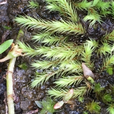 Unverified Lichen, Moss or other Bryophyte at Clear Range, NSW - 4 Apr 2019 by JaneR
