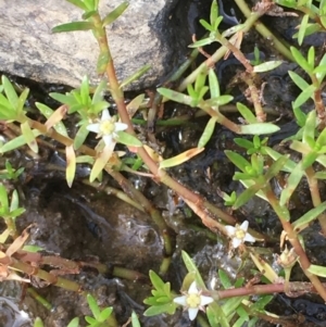 Crassula helmsii at Clear Range, NSW - 4 Apr 2019 11:23 AM