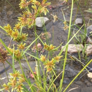 Cyperus eragrostis at Clear Range, NSW - 4 Apr 2019