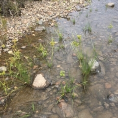 Cyperus eragrostis at Clear Range, NSW - 4 Apr 2019