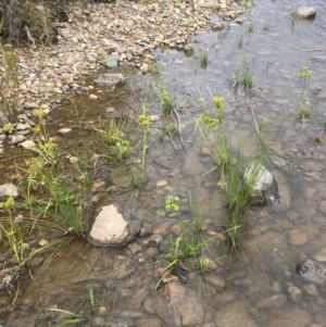 Cyperus eragrostis at Clear Range, NSW - 4 Apr 2019