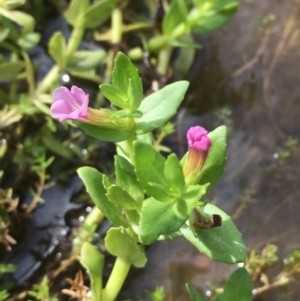 Gratiola peruviana at Clear Range, NSW - 4 Apr 2019 11:20 AM