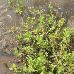 Gratiola peruviana at Clear Range, NSW - 4 Apr 2019 11:20 AM