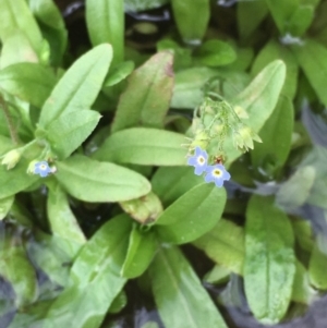 Myosotis laxa subsp. caespitosa at Clear Range, NSW - 4 Apr 2019 11:30 AM