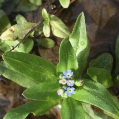 Myosotis laxa subsp. caespitosa at Clear Range, NSW - 4 Apr 2019 11:30 AM