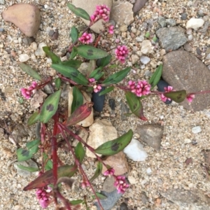 Persicaria decipiens at Clear Range, NSW - 4 Apr 2019