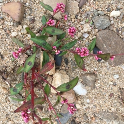 Persicaria decipiens (Slender Knotweed) at Clear Range, NSW - 4 Apr 2019 by JaneR