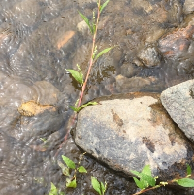 Persicaria hydropiper (Water Pepper) at Clear Range, NSW - 4 Apr 2019 by JaneR