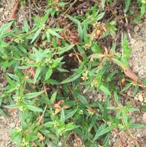 Persicaria prostrata at Clear Range, NSW - 4 Apr 2019