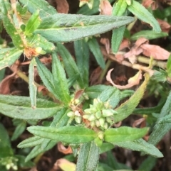 Persicaria prostrata at Clear Range, NSW - 4 Apr 2019