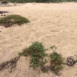 Persicaria prostrata at Clear Range, NSW - 4 Apr 2019