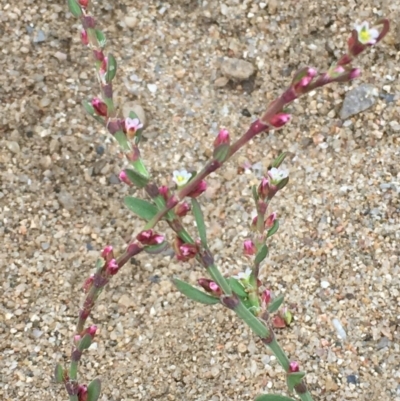 Polygonum aviculare (Wireweed) at Clear Range, NSW - 4 Apr 2019 by JaneR