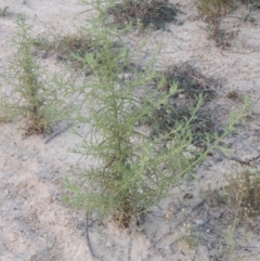 Dittrichia graveolens (Stinkwort) at Tuggeranong DC, ACT - 27 Feb 2019 by michaelb