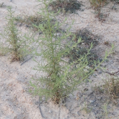 Dittrichia graveolens (Stinkwort) at Rob Roy Range - 27 Feb 2019 by michaelb