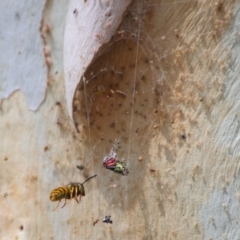 Vespula germanica (European wasp) at Acton, ACT - 3 Apr 2019 by TimL