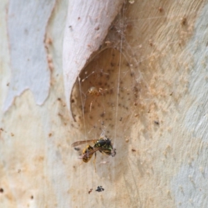 Vespula germanica at Acton, ACT - 3 Apr 2019