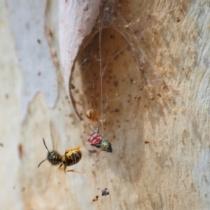 Vespula germanica at Acton, ACT - 3 Apr 2019