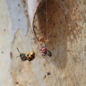 Vespula germanica at Acton, ACT - 3 Apr 2019