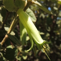 Correa reflexa var. reflexa (Common Correa, Native Fuchsia) at Pollinator-friendly garden Conder - 7 Feb 2016 by michaelb