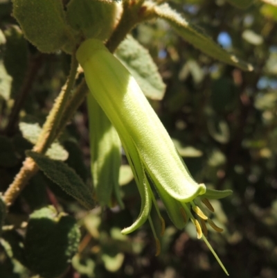 Correa reflexa var. reflexa (Common Correa, Native Fuchsia) at Conder, ACT - 7 Feb 2016 by michaelb