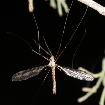 Ptilogyna sp. (genus) (A crane fly) at Hackett, ACT - 4 Apr 2019 by jb2602