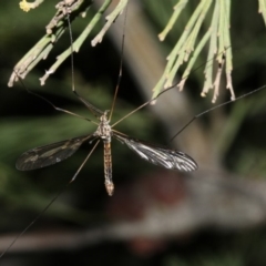 Ptilogyna sp. (genus) (A crane fly) at Mount Ainslie - 4 Apr 2019 by jbromilow50