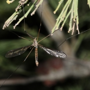 Ptilogyna sp. (genus) at Ainslie, ACT - 4 Apr 2019 09:11 PM