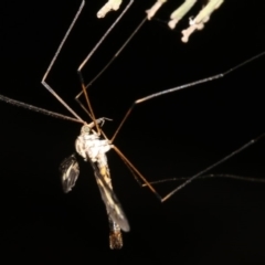 Ptilogyna sp. (genus) at Ainslie, ACT - 4 Apr 2019 09:11 PM