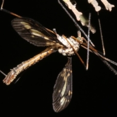 Ptilogyna sp. (genus) at Ainslie, ACT - 4 Apr 2019
