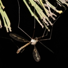 Ptilogyna sp. (genus) at Ainslie, ACT - 4 Apr 2019