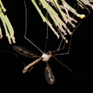 Ptilogyna sp. (genus) at Ainslie, ACT - 4 Apr 2019