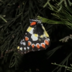 Delias aganippe (Spotted Jezebel) at Mount Ainslie - 4 Apr 2019 by jb2602