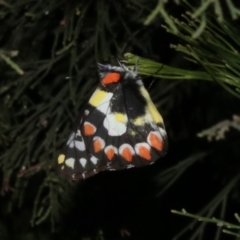 Delias aganippe (Spotted Jezebel) at Ainslie, ACT - 4 Apr 2019 by jbromilow50