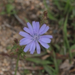 Cichorium intybus at Paddys River, ACT - 5 Apr 2019
