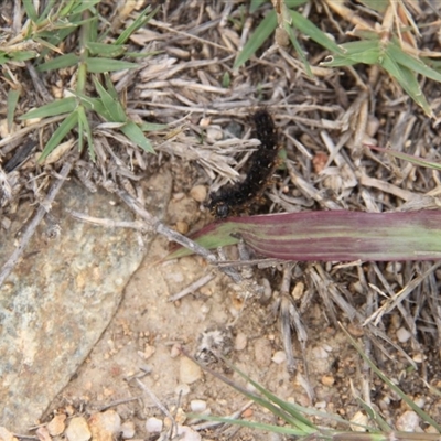 Apina callisto at Paddys River, ACT - 5 Apr 2019 by davobj