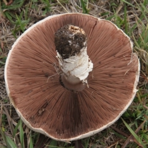 Agaricus sp. at Paddys River, ACT - 5 Apr 2019