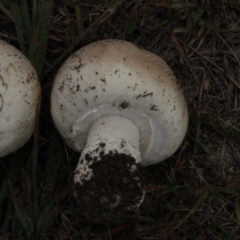 Agaricus sp. at Paddys River, ACT - 5 Apr 2019