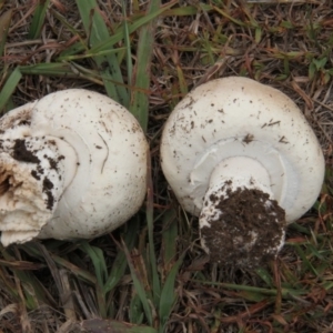 Agaricus sp. at Paddys River, ACT - 5 Apr 2019