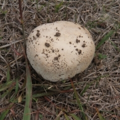 Agaricus sp. at Paddys River, ACT - 5 Apr 2019