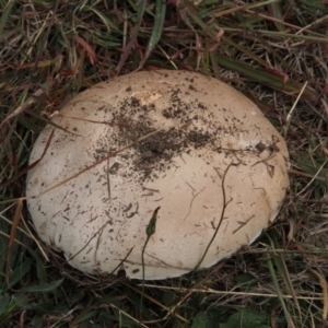 Agaricus sp. at Paddys River, ACT - 5 Apr 2019