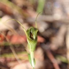 Diplodium laxum (Antelope greenhood) at Hackett, ACT - 5 Apr 2019 by petersan
