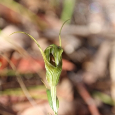 Diplodium laxum (Antelope greenhood) at Mount Majura - 4 Apr 2019 by petersan